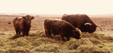 Running Wild Ranch -Tank the bull and two of his kids who started it all Courtesy Photo