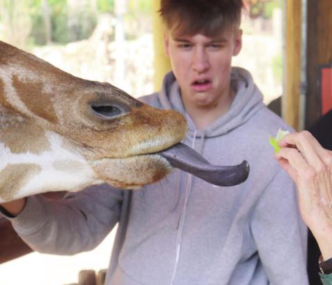 Colton Pool disgusted while another student feeds the giraffe. Photo by Devin Samuelson