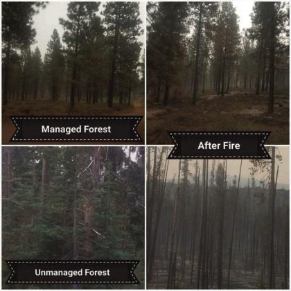 Rye Park Forest Health and Community Fire Mitigation Explained Procedures 