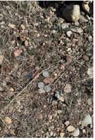 If you look carefully you can see the coins left in the dirt. Courtesy Photo