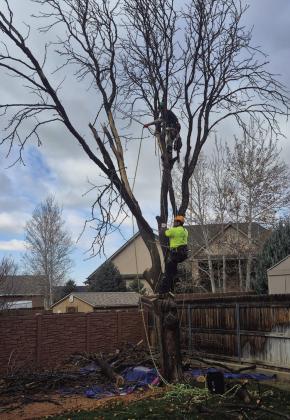 Trees of Life Tree Service No Fly by Night