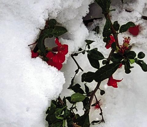 BEST PHOTOGRAPH - 2022 Second Quarter Review, by Amanda Brimley. The resilient Quince plant survives a late snowstorm, adding color to the much-anticipated spring season. Photo courtesy of Amanda Brimley