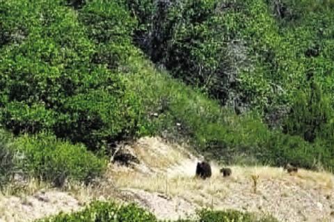 With nearly 100,000 acres burned by the Aspen Acres Fire, wildlife is on the move looking for new homes. This mama bear and her two cubs were wandering along in the junipers at a much lower elevation than they usually live in. Photo by Shirley Pigg