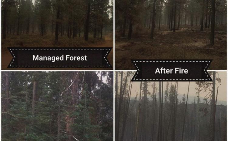 Rye Park Forest Health and Community Fire Mitigation Explained Procedures