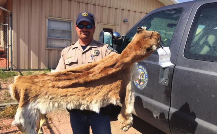 Brown is shown with a mountain lion hide he discovered during a poaching case. The lion had been shot without proper licensing. A photo showed a different time and place of harvest. Brown was able to illustrate that the defendant didn't possess a lawful hunting license and the defendant admitted to his wrong doing. Courtesy Photo