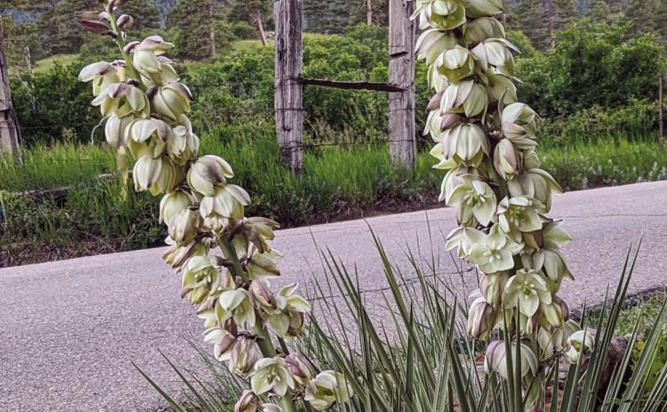 2023 Year in Review - Third Quarter - Best Photo. Yucca, by Deb Straub. Photo by Deb Straub