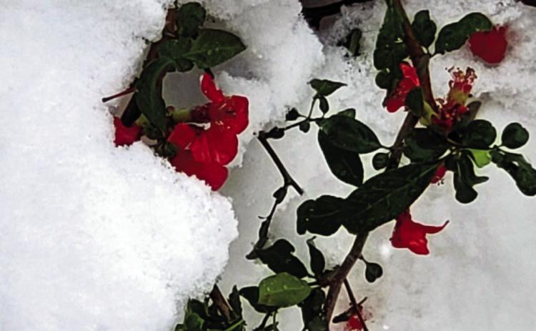 BEST PHOTOGRAPH - 2022 Second Quarter Review, by Amanda Brimley. The resilient Quince plant survives a late snowstorm, adding color to the much-anticipated spring season. Photo courtesy of Amanda Brimley