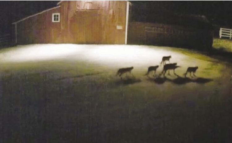 Mountain lions are roaming through Beulah in large groups. Several pets have been killed or injured. Courtesy Photo