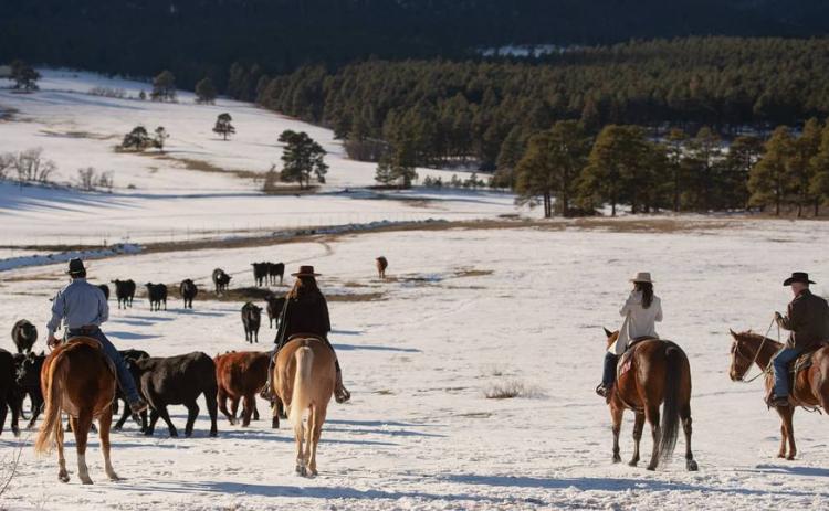 A Diamond Brand Cattle Company taking care of business