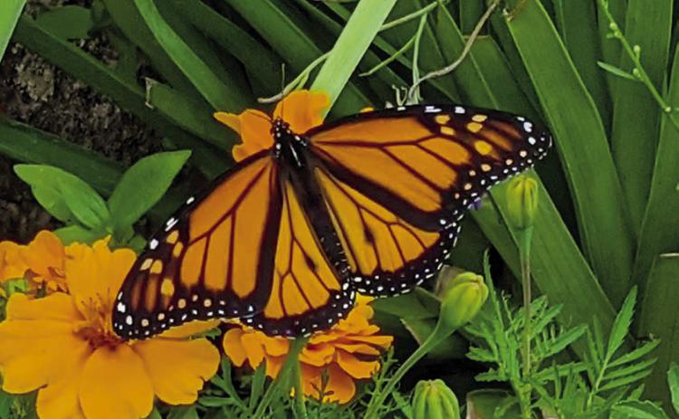 A Monarch butterfly
