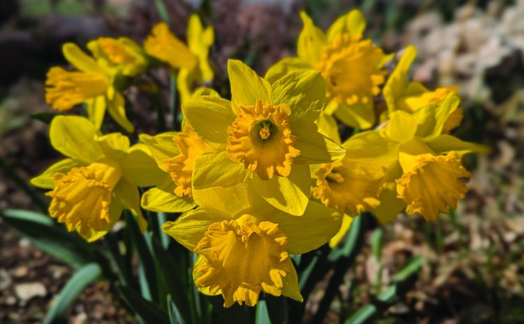 Best Photo - Second Quarter 2025 - Debbie Straub contributed this photo to remind us that Spring had arrived Photo Archives