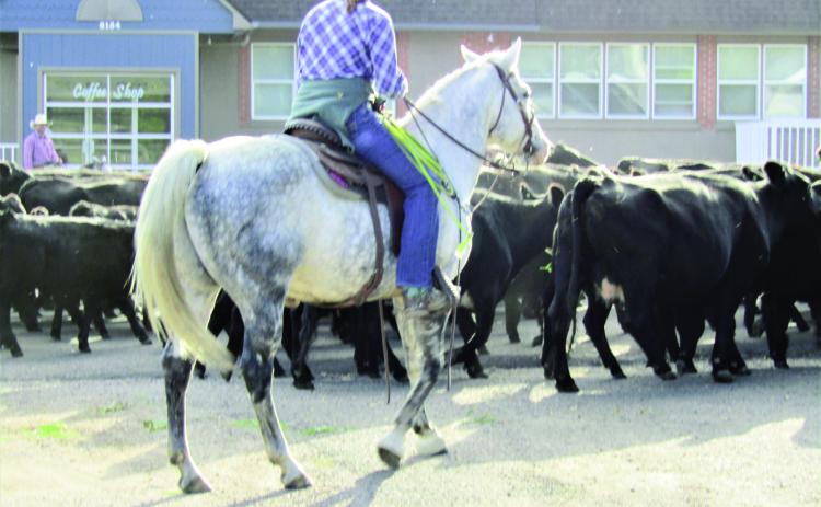 Annual Clennin Family Cattle Drive