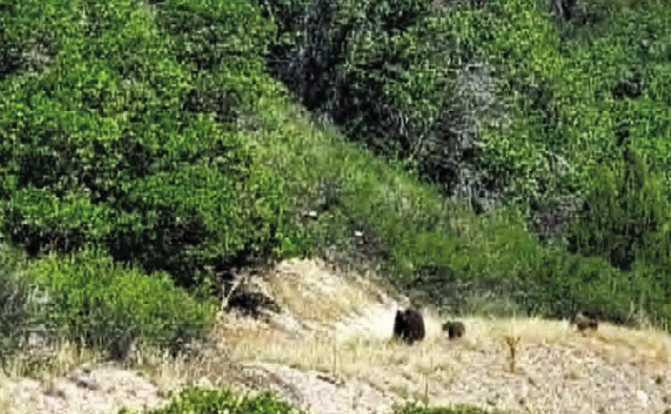 With nearly 100,000 acres burned by the Aspen Acres Fire, wildlife is on the move looking for new homes. This mama bear and her two cubs were wandering along in the junipers at a much lower elevation than they usually live in. Photo by Shirley Pigg