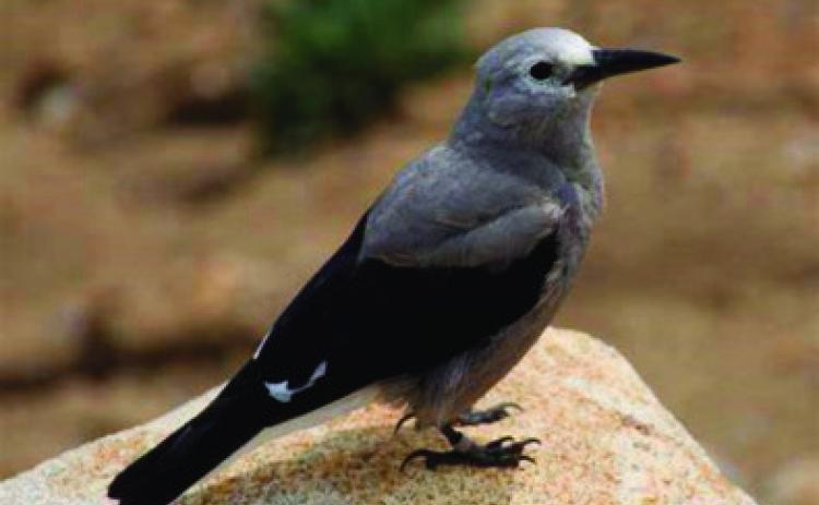 Clark Nutcracker Courtesy Photo