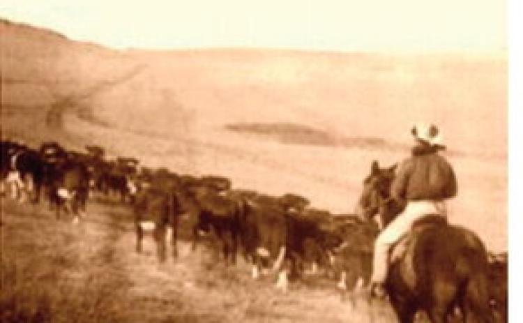 Cattle trail Courtesy Image
