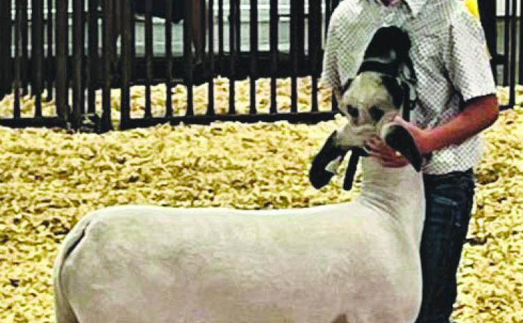 Local 4-H member, Coy Pool, with Lamb Middle Weight Champion at the Pueblo County Fair. Courtesy Photo