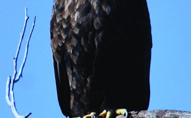 Our National Bird, the Bald Eagle, during his recent Greenhorn Valley winter vacation Photo courtesy of Tony Marostica