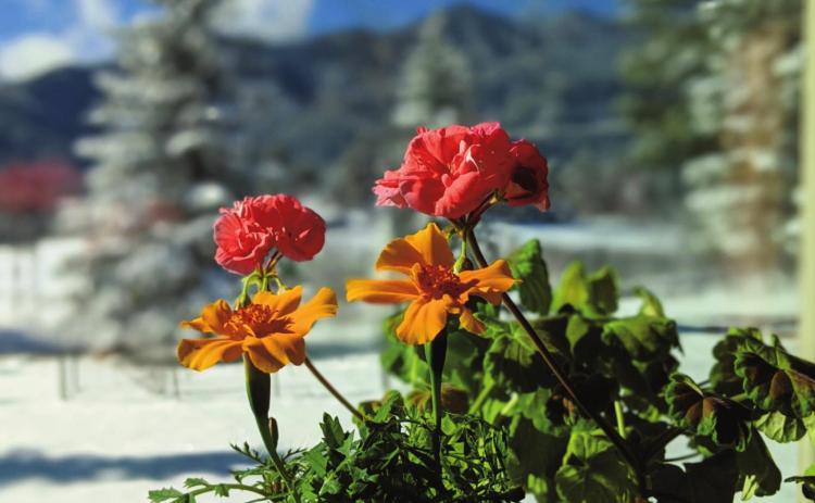 Geraniums and Marigolds - 2021 Year in Review, First Quarter - Best Photo, courtesy of Deb Straub. Photo by Deb Straus