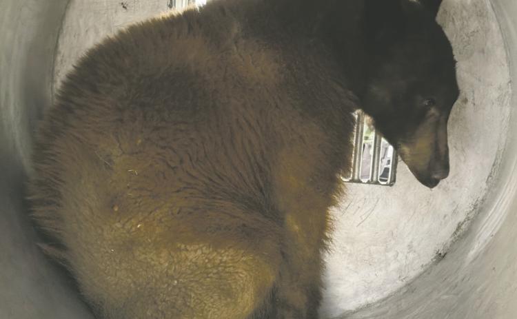 Coutesy Photo A young black bear that was a frequent guest in the Applewood area, captured and relocated. Bears are hungry already this year and when they can’t find their natural food turn to a variety of other foods that usually bring them into direct contact with humans