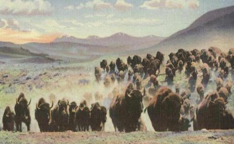 The four young men driving the Graybeal/Fisher herd to Colorado were frightened when they spotted a buffalo stampede in western Kansas, but the buffalo swerved before reaching them. Courtesy Photo