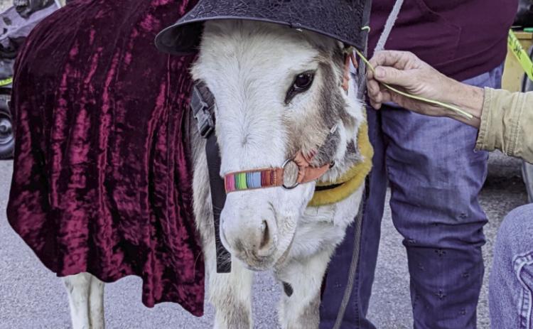 Edna, the Burro, dressed up for Halloweentown on Main Street in Rye, Colorado. Photo by Deb Straub