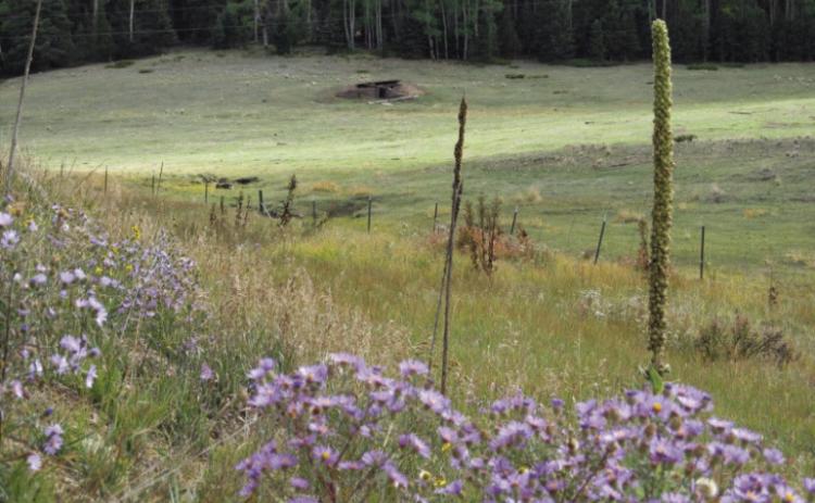 I Remains of Wixson Homestead L Reiger Courtesy Photo
