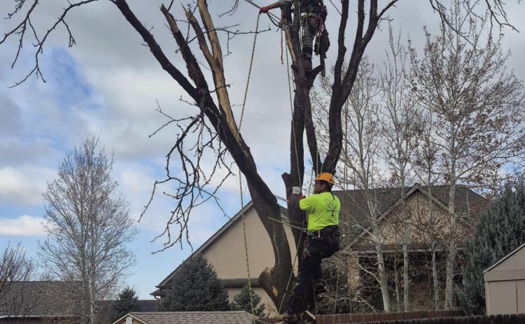 Trees of Life Tree Service No Fly by Night