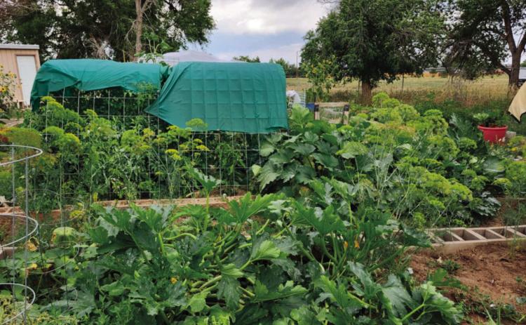 The Greenhorn Valley Community Garden foliage is in harvest season now for many of its plants, with more to come soon Photo by Shirley Pigg