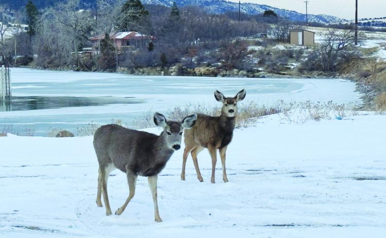 Parks & Wildlife to Hold Meeting on Mule Deer Population
