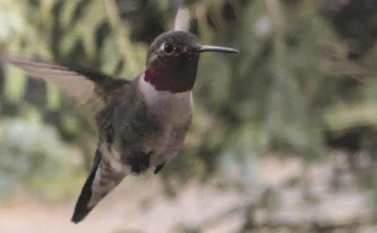 After 10 inches of heavy,wet snow above Rye last weekend, the first glimpse of a hummingbird is a welcome sight Photo courtesy of Deb Straub