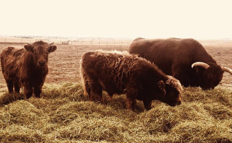 Running Wild Ranch -Tank the bull and two of his kids who started it all Courtesy Photo