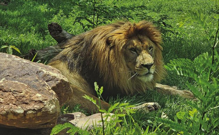 What’s New at Pueblo Zoo?