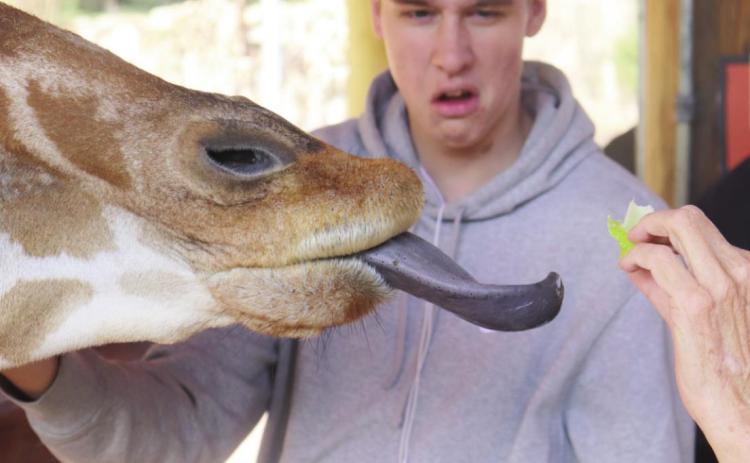 Colton Pool disgusted while another student feeds the giraffe. Photo by Devin Samuelson